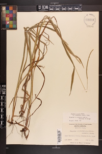Paspalum setaceum var. ciliatifolium image