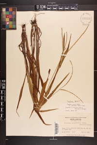 Paspalum setaceum var. ciliatifolium image