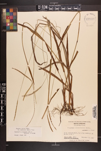 Paspalum setaceum var. ciliatifolium image