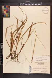 Paspalum setaceum var. ciliatifolium image