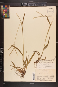 Paspalum setaceum var. muhlenbergii image