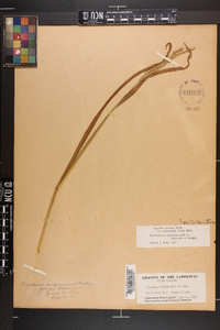 Paspalum setaceum var. muhlenbergii image