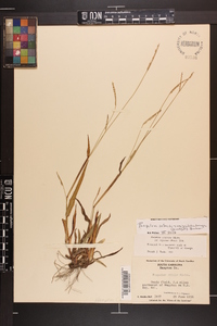 Paspalum setaceum var. muhlenbergii image