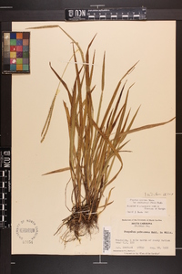 Paspalum setaceum var. muhlenbergii image