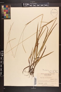 Paspalum setaceum var. setaceum image