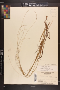 Paspalum setaceum var. setaceum image