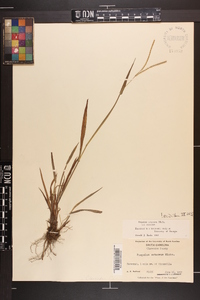 Paspalum setaceum var. setaceum image