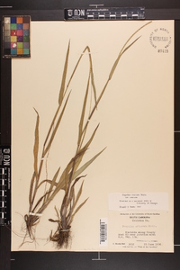 Paspalum setaceum var. setaceum image