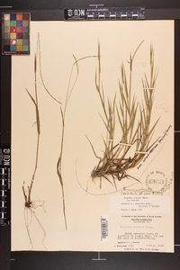 Paspalum setaceum var. muhlenbergii image