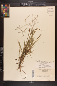 Paspalum setaceum var. setaceum image