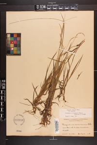 Paspalum setaceum var. setaceum image