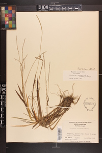 Paspalum setaceum var. setaceum image