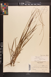 Paspalum setaceum var. setaceum image