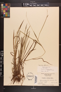 Paspalum setaceum var. setaceum image