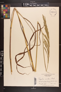 Paspalum urvillei image