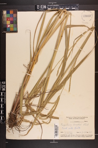 Paspalum urvillei image