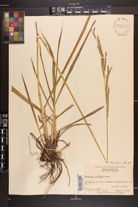 Paspalum urvillei image