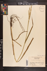 Paspalum urvillei image