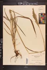 Paspalum urvillei image