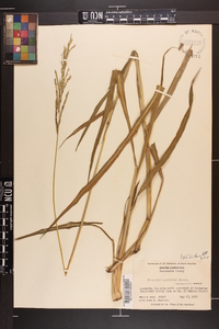 Paspalum urvillei image