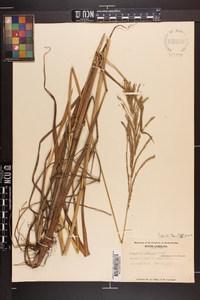 Paspalum urvillei image