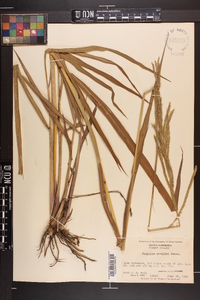 Paspalum urvillei image