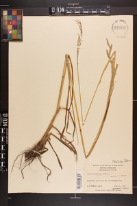 Paspalum urvillei image