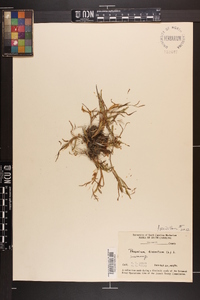 Paspalum dissectum image
