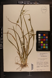 Carex lonchocarpa image