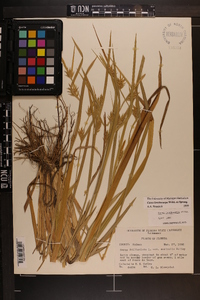 Carex lonchocarpa image