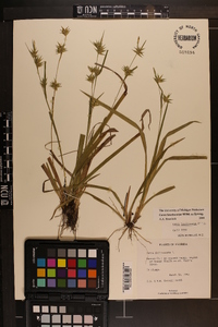 Carex lonchocarpa image