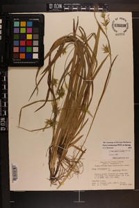 Carex lonchocarpa image