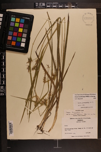 Carex lonchocarpa image