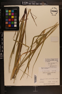 Carex lonchocarpa image