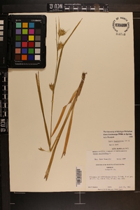 Carex lonchocarpa image