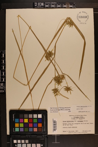 Carex lonchocarpa image