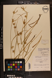 Carex lonchocarpa image