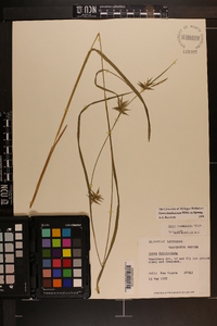 Carex lonchocarpa image