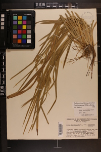 Carex lonchocarpa image