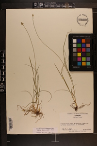 Carex leavenworthii image