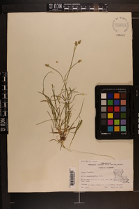 Carex leavenworthii image