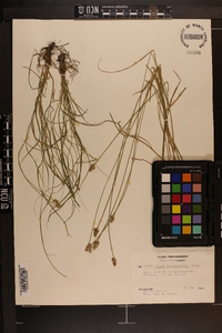 Carex leavenworthii image