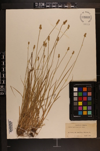 Carex leavenworthii image