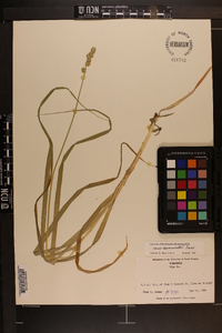 Carex leavenworthii image