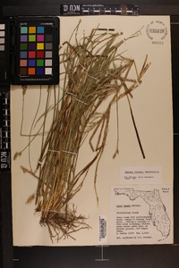 Carex longii image