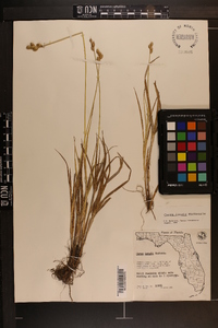 Carex longii image