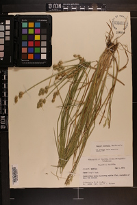 Carex longii image