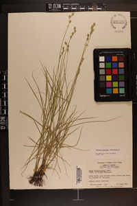 Carex longii image