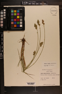 Carex longii image