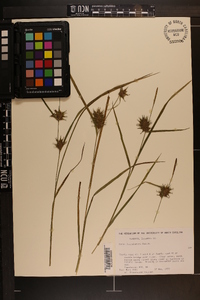 Carex louisianica image